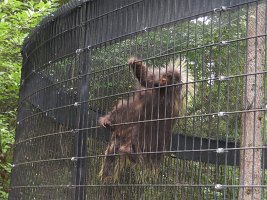 IMG 0136  Porcupine climbing the cage, Alaska Zoo, Anchorage, AK
