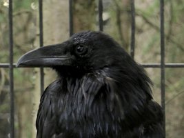 IMG 0159  Raven, Alaska Zoo, Anchorage, AK