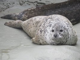 IMG 0181  Harbor Seal, Alaska Zoo, Anchorage, AK