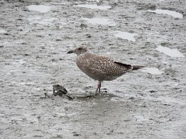 IMG 4830  Herring Gull, Juvenile, Ship Creek, Anchorage, AK