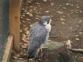 IMG 4871  Peregrine Falcon, Alaska Zoo, Anchorage, AK