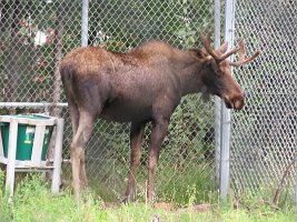IMG 4882  Moose, Alaska Zoo, Anchorage, AK