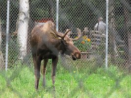 IMG 4886  Moose, Alaska Zoo, Anchorage, AK