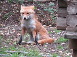 IMG 4945  Red Fox, Alaska Zoo, Anchorage, AK