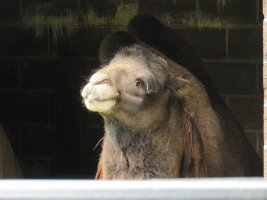 IMG 5013  Bactrian Camel, Alaska Zoo, Anchorage, AK