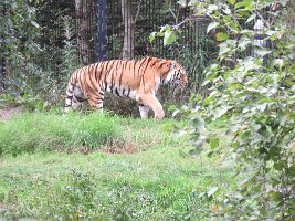 IMG 5062  Amur Tiger, Alaska Zoo, Anchorage, AK