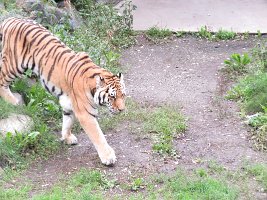 IMG 5085  Amur Tiger, Alaska Zoo, Anchorage, AK
