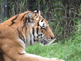 IMG 5131  Amur Tiger, Alaska Zoo, Anchorage, AK
