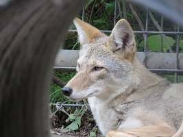 IMG 5195  Coyote, Alaska Zoo, Anchorage, AK