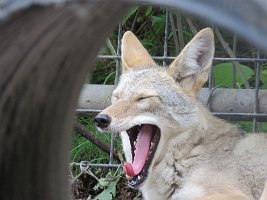 IMG 5199  Coyote, Alaska Zoo, Anchorage, AK
