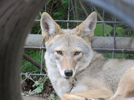IMG 5203  Coyote, Alaska Zoo, Anchorage, AK