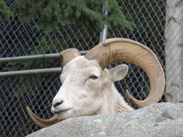 IMG 5219  Dall Sheep, Alaska Zoo, Anchorage, AK