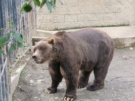 IMG 5236  Brown Bear, Alaska Zoo, Anchorage, AK