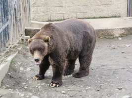 IMG 5238  Brown Bear, Alaska Zoo, Anchorage, AK