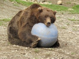 IMG 5246  Brown Bear, Alaska Zoo, Anchorage, AK