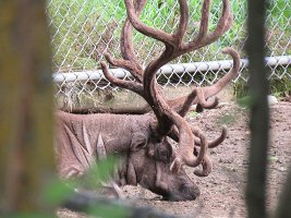 IMG 5263  Reindeer, Alaska Zoo, Anchorage, AK