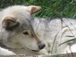 IMG 5288  Wolf, Alaska Zoo, Anchorage, AK