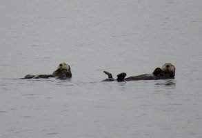 IMG 1215  Sea Otters, Aialik Bay, Kenai Fjords National Park