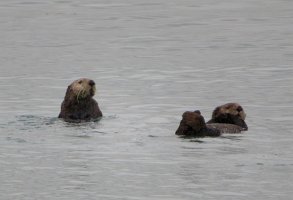 IMG 1220  Sea Otters, Aialik Bay, Kenai Fjords National Park