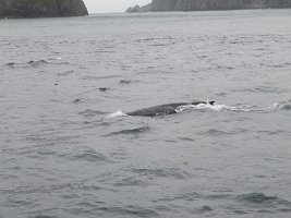 IMG 1257  Humpback Whale, Gulf of Alaska, Kenai Fjords National Park