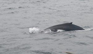 IMG 1258  Humpback Whale, Gulf of Alaska, Kenai Fjords National Park