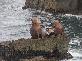 IMG 1378  Sea Lions, Gulf of Alaska, Kenai Fjords National Park