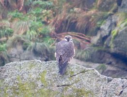 IMG 1383  Peregine Falcon, Gulf of Alaska, Kenai Fjords National Park