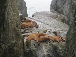 IMG 1399  Sea Lions, Gulf of Alaska, Kenai Fjords National Park