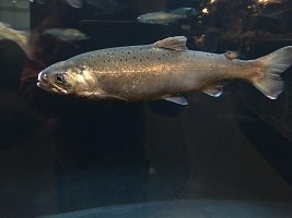 IMG 7395  Salmon, Alaska Sealife Center, Seward, AK