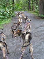 IMG 1545  Sled Dogs pulling cart, Seavey's Iditaride, Seward, AK