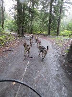 IMG 1557  Sled Dogs pulling cart, Seavey's Iditaride, Seward, AK