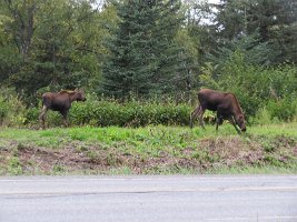 IMG 1661  Moose Calves, Sterling Highway, Ninilchik, AK