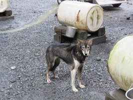 IMG 7589  Alaskan Husky, Seavey's Iditaride, Seward, AK