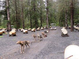 IMG 7619  Alaska huskies and training cart, Seavey's Iditaride, Seward, AK
