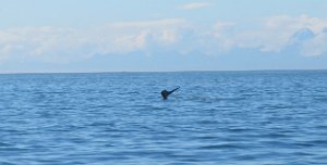 IMG 1851  Humpback Whale Fluke, Kachemak Bay, AK