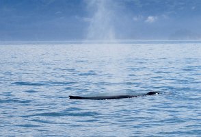 IMG 1863  Hiumpback Whale  Spout, Kachemak Bay, AK