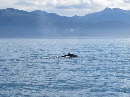 IMG 1865  Humpback Whale, Kachemak Bay, AK