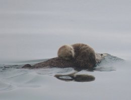 IMG 7970  Sea Otter with pup on belly, Kachemak Bay, AK
