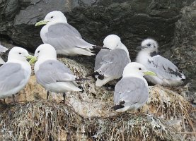 IMG 8124  Kittiwake Nest, Gull Island, Kachemak Bay, AK