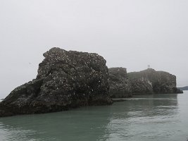 IMG 8127  Gull Islands, Kachemak Bay, AK