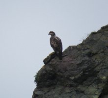 IMG 8203  Bald Eagle, Hesketh Island, Kachemak Bay