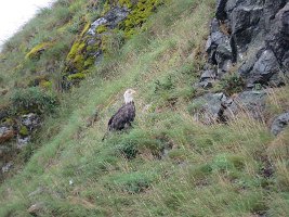 IMG 8207  Bald Eagle, Hesketh Island, Kachemak Bay