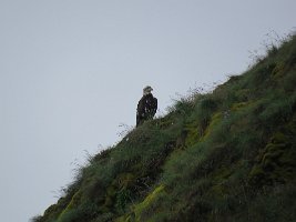 IMG 8213  Bald Eagle, Hesketh Island, Kachemak Bay
