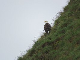IMG 8219  Bald Eagle, Hesketh Island, Kachemak Bay