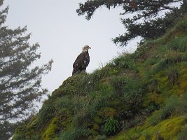 IMG 8225  Bald Eagle, Hesketh Island, Kachemak Bay