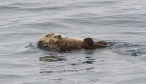 IMG 8265  Sea Otter with Pup, Kachemak Bay