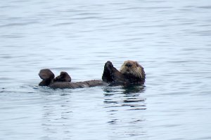 IMG 8397  Sea Otter, Kachemak Bay, AK