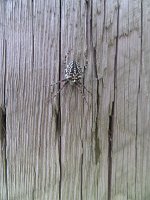 IMG 2012  Orb-Weaver Spider, Benny Benson Memorial Park, Seward, AK