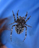IMG 2019  Orb-Weaver Spider, Benny Benson Memorial Park, Seward, AK