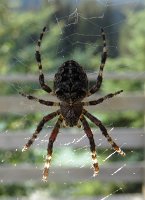 IMG 8572  Orb Weaver Spider, Benny Benson Memorial Park, Seward, AK